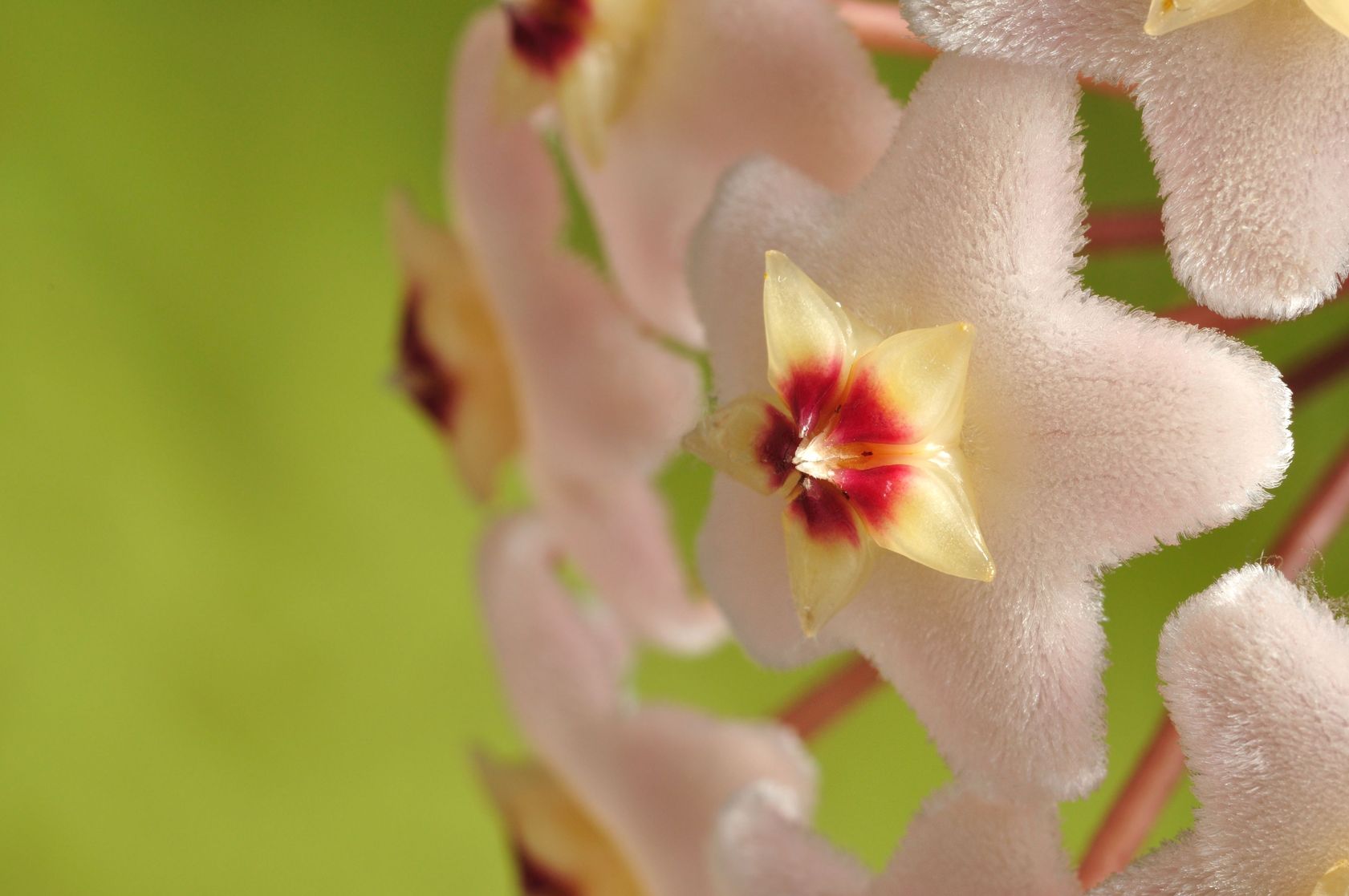 canopy WebHorticole